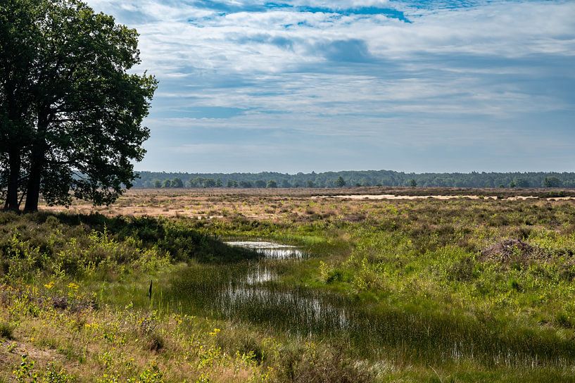 Zones humides et bruyères sèches sur fond de ciel bleu à la Veluwe par Werner Lerooy