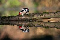 Great spotted woodpecker with mirror image