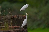 Seidenreiher (Egretta garzetta) und Kuhreiher (Ardea ibis) auf der Mauer am Staudamm Piscadera Curaçao.