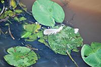 Duivenveer op waterlelie