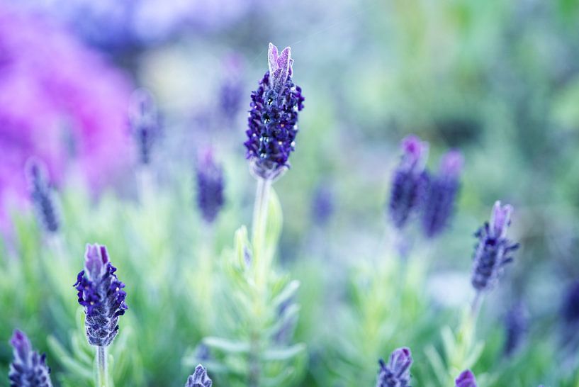 Lila Lavendelblüte Makro von Iris Holzer Richardson