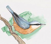 Nuthatch