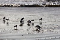 Sanderling running