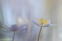 Mysteriöse Buschwindröschen