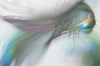 Look, and look again...