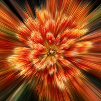 Floral splash red yellow tulips