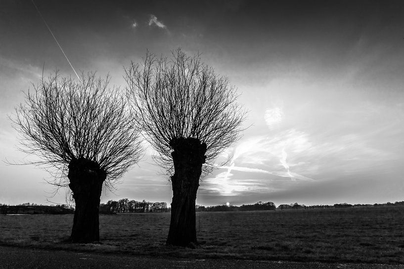 Pollard Weiden schwarz und weiß von Frank Slaghuis