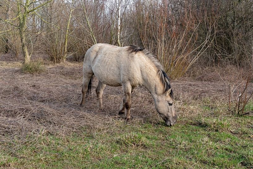 Konik Pferd in der Nähe von Nijmegen von Merijn Loch