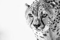Cheetah black and white