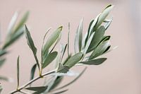 Olive tree | olive branches | fine art photography | botanical