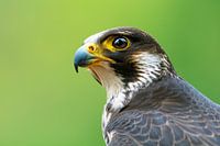 Peregrine Falcon