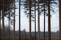 Hoge dennenbomen in de natuur