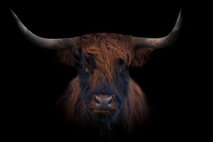 schottischer Highlander von Ingrid Kerkhoven Fotografie
