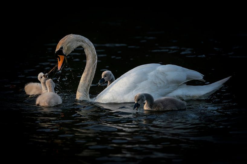 Cygne avec des jeunes. par Albert Beukhof