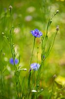 Cornflower in bloom in the garden.