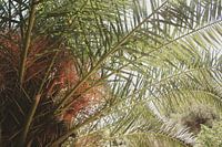 Mamaris Turkije palmboom