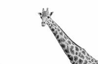 Girafe noir et blanc