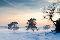 Winterdämmerung auf der Hoge Veluwe