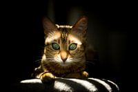 Enjoué, comme la lumière