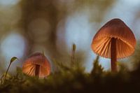 Entre la lumière et la vie