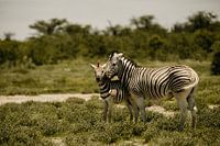 Mother and child zebra in Etosha National Park