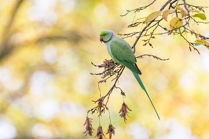 Halsbandsittich von Adriaan Westra
