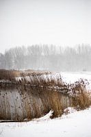 Winter in the forelands of the ijssel