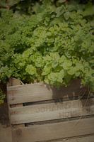 Peterselie en munt in een kistje