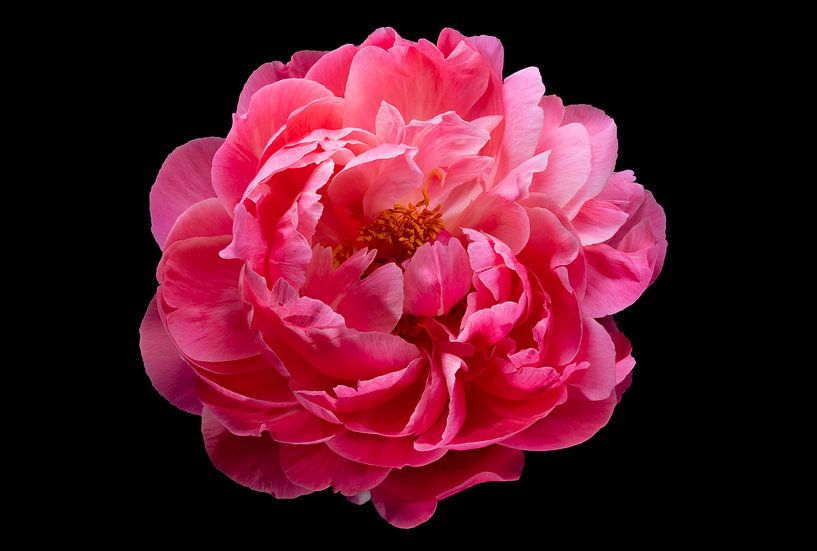 Pivoine rose avec un fond noir foncé par Sjoerd Smit