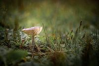 Sur un gros champignon