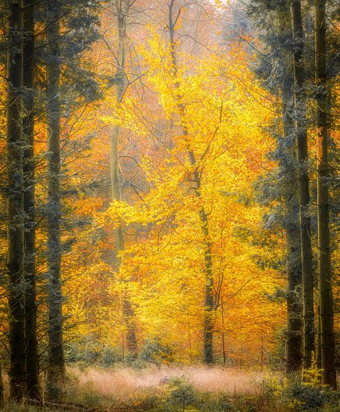 Colorful autumn in the woods near Gasselte | Drenthe, Netherlands by Sjaak den Breeje