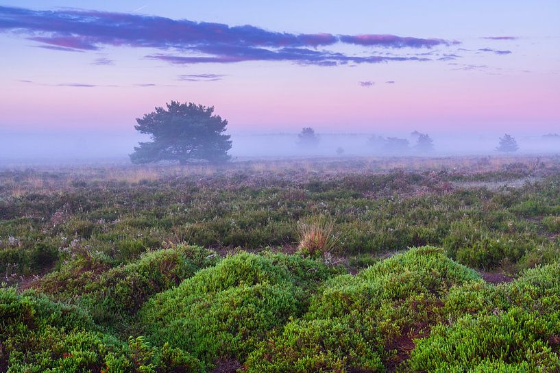 Nebliger Sonnenaufgang auf der Veluwe von Rick Kloekke