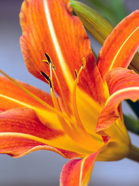 Oranje lelie von Wilfred Roelofs