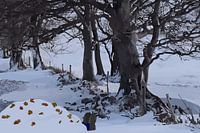 Time for hibernation