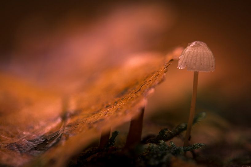 Hardcore-Buch von peterheinspictures