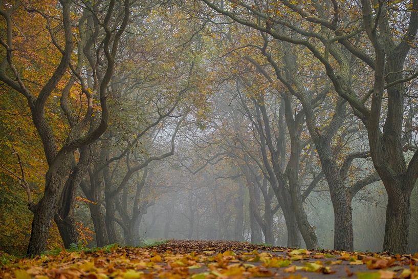 Allee mit Nussbäumen von Moetwil en van Dijk - Fotografie