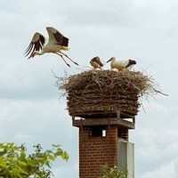 Storch fliegt aus dem Nest, um Nahrung für seine Jungen zu finden