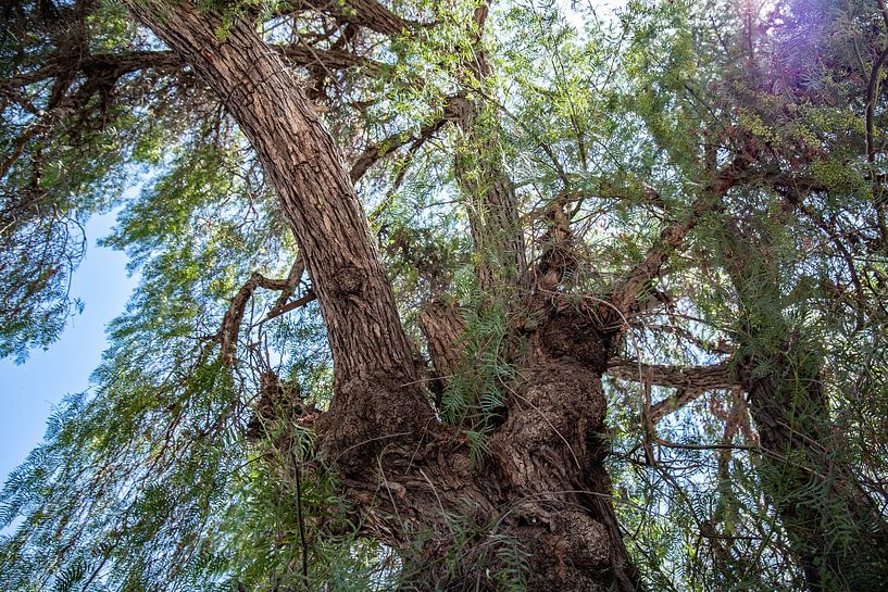 Poivrier à Vicuña par Thomas Riess