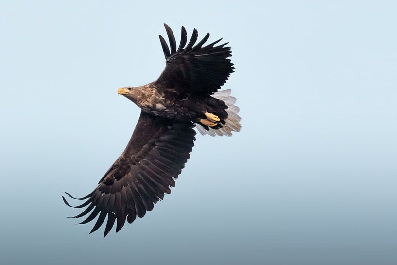 White-tailed eagle on blue background | Bird photography Norway | Nature photo print by Dylan gaat naar buiten