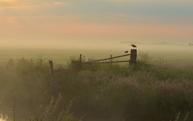 Schöner Morgen.... von Ruud Scherpenisse