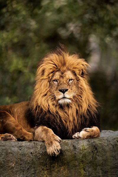 Leo par Design Wall Arts