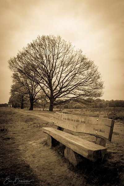 bankje in kampina boxtel by eric brouwer