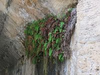 begroeiing onder de brug