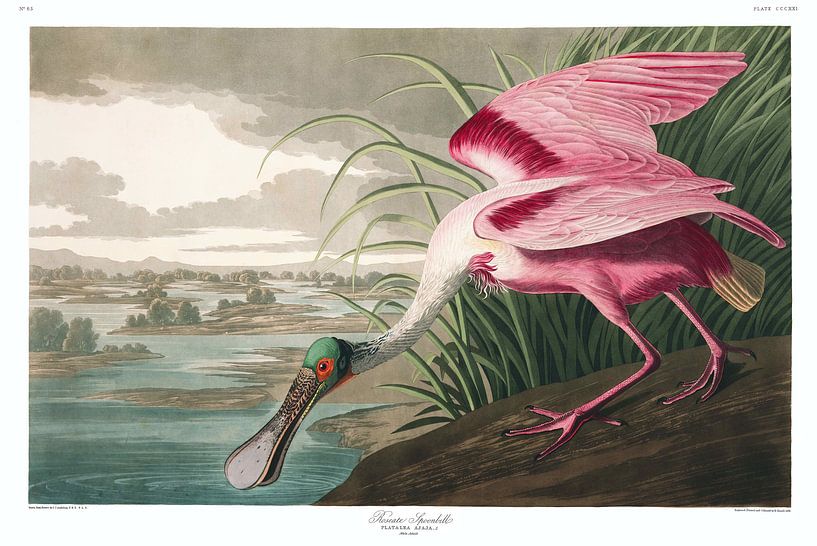 Rosalöffler von Birds of America