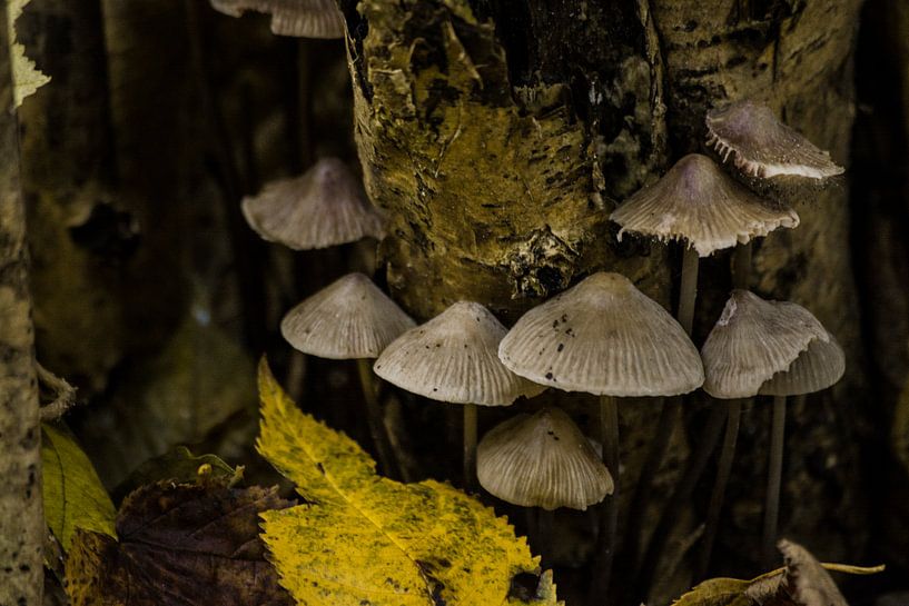 Autumn in Groningen by Jeffry van Kalsbeek