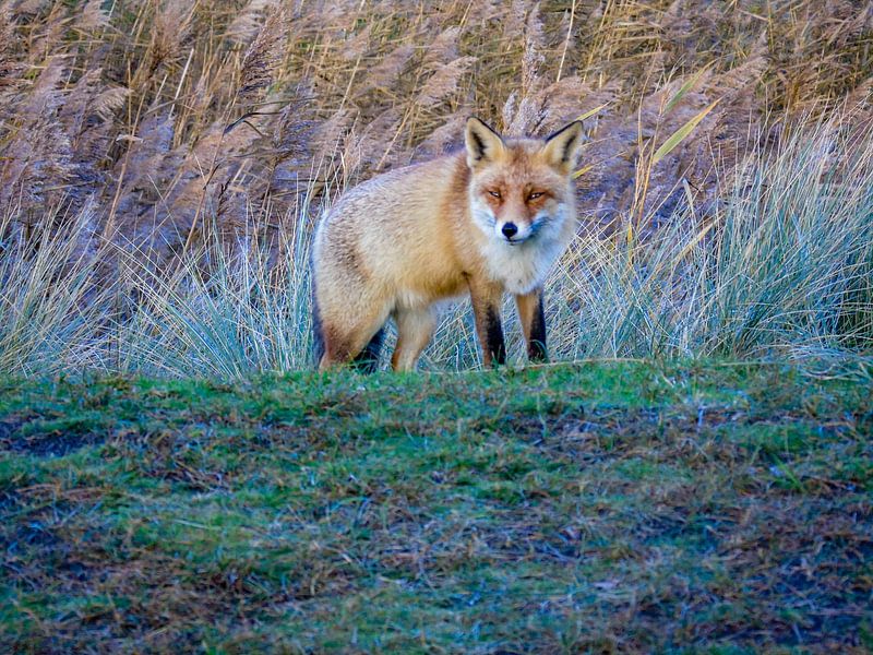 Vos von Claudia Kool Kool