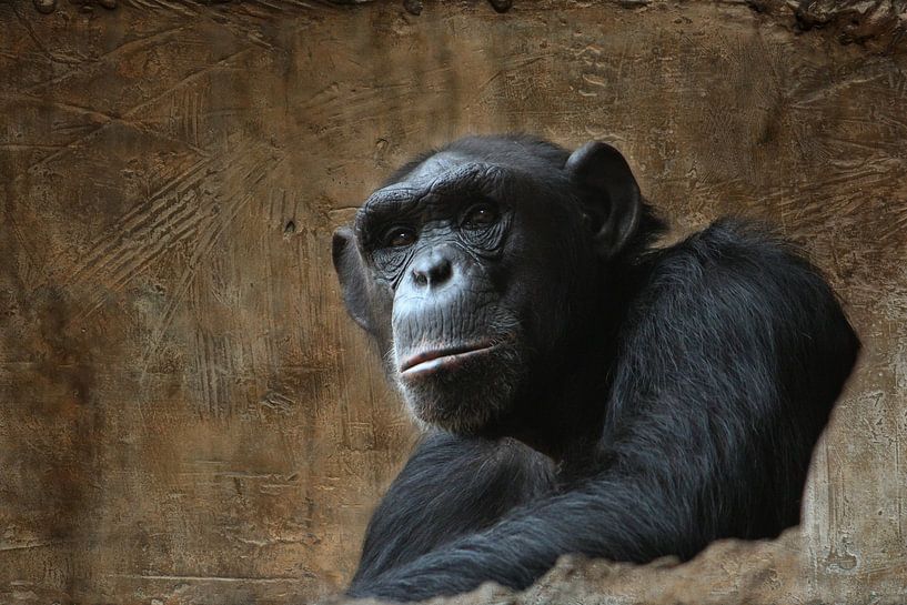 Affe von Heike Hultsch