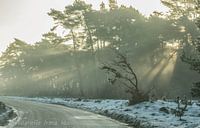 Des rayons de soleil dans la forêt.