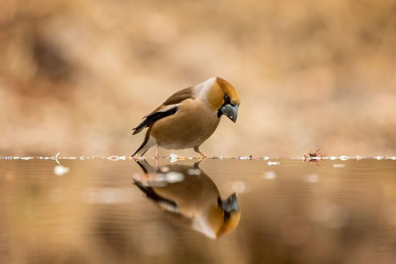 appelvink von gea strucks