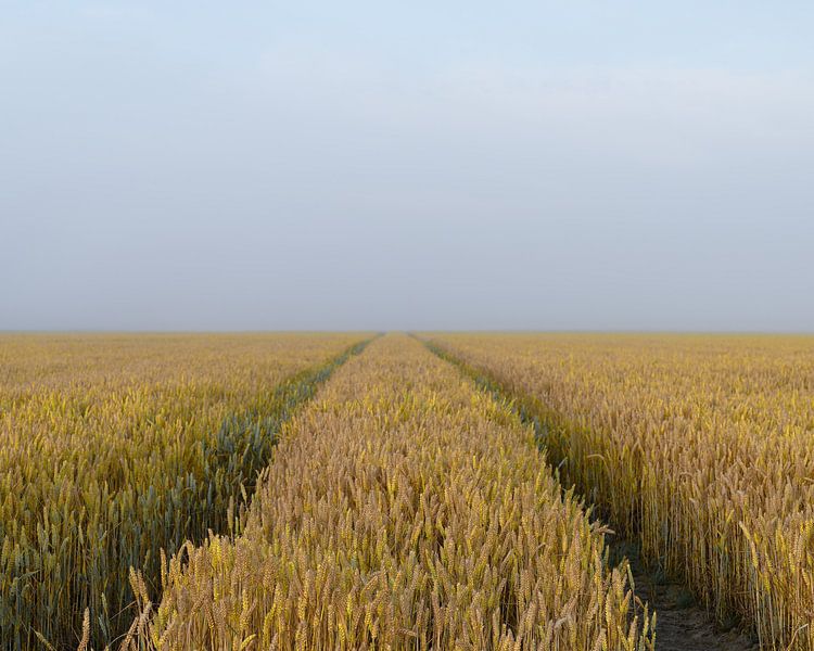Wheatfield, an infinitely minimalist sculpture. by Ronald Harmsen